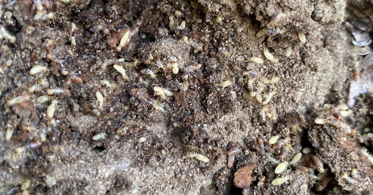 bundaberg termite inspection