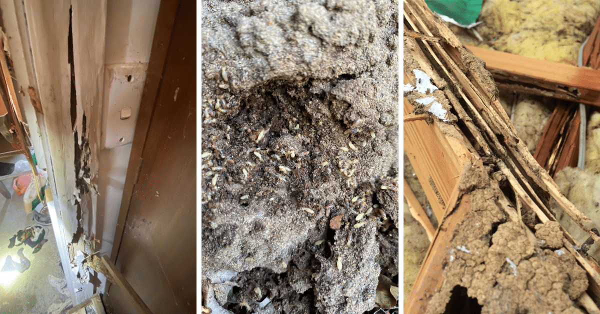 Protect Your Home this Summer with a Termite Pest Inspection - Local ...