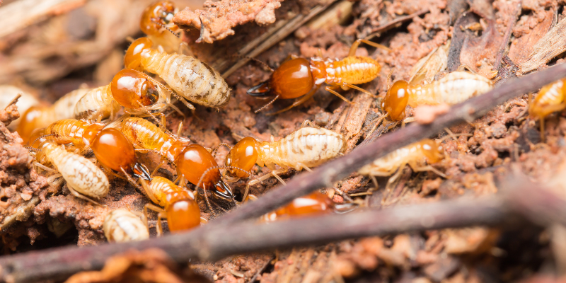 termite inspection