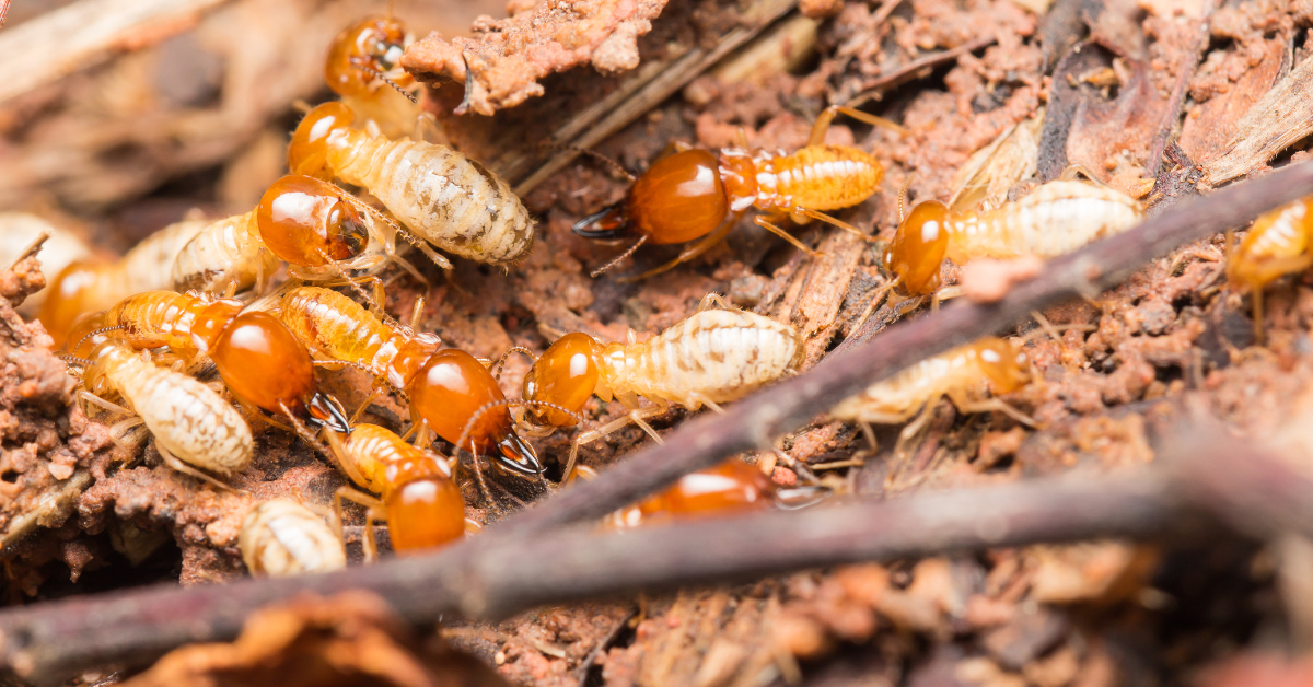bundaberg termite inspection