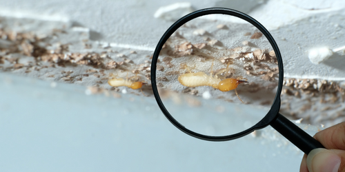 Termite Inspection