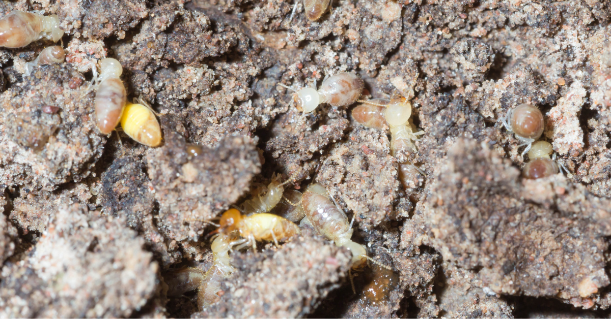 termites