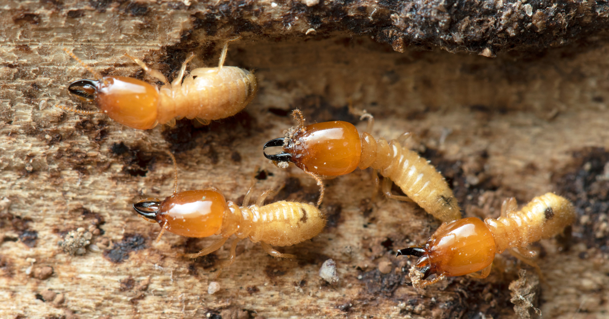 termites - things you should know