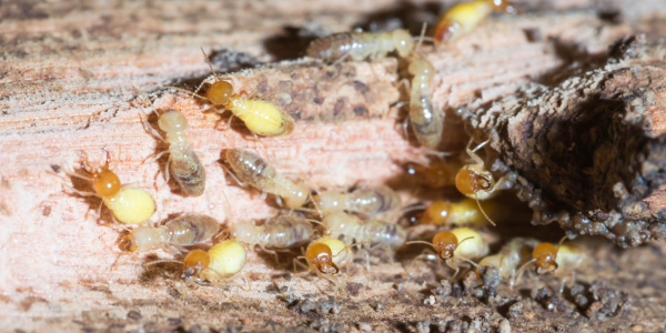 Termite pest inspection