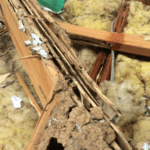 Gallery - Termite Damage in Ceiling Void