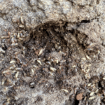 Gallery - live termites