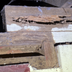 Gallery - termite damage in roof barers