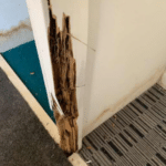 Gallery - termite damage to door frame