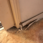 Gallery - termite damage to skirting boards