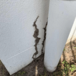 Gallery - termite mudding