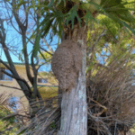 Gallery - termite nest outside