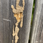 Gallery - termites found in fence